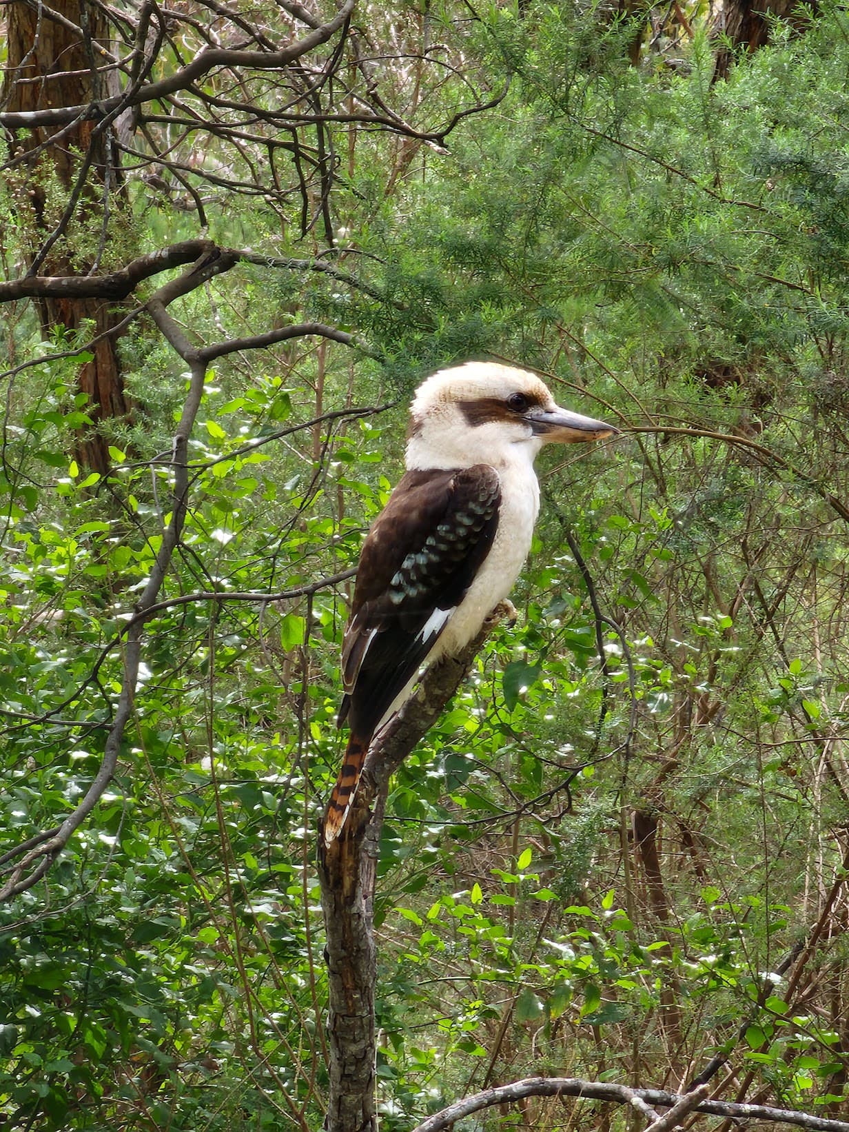 Laughing kookaburra perched on a bare branch