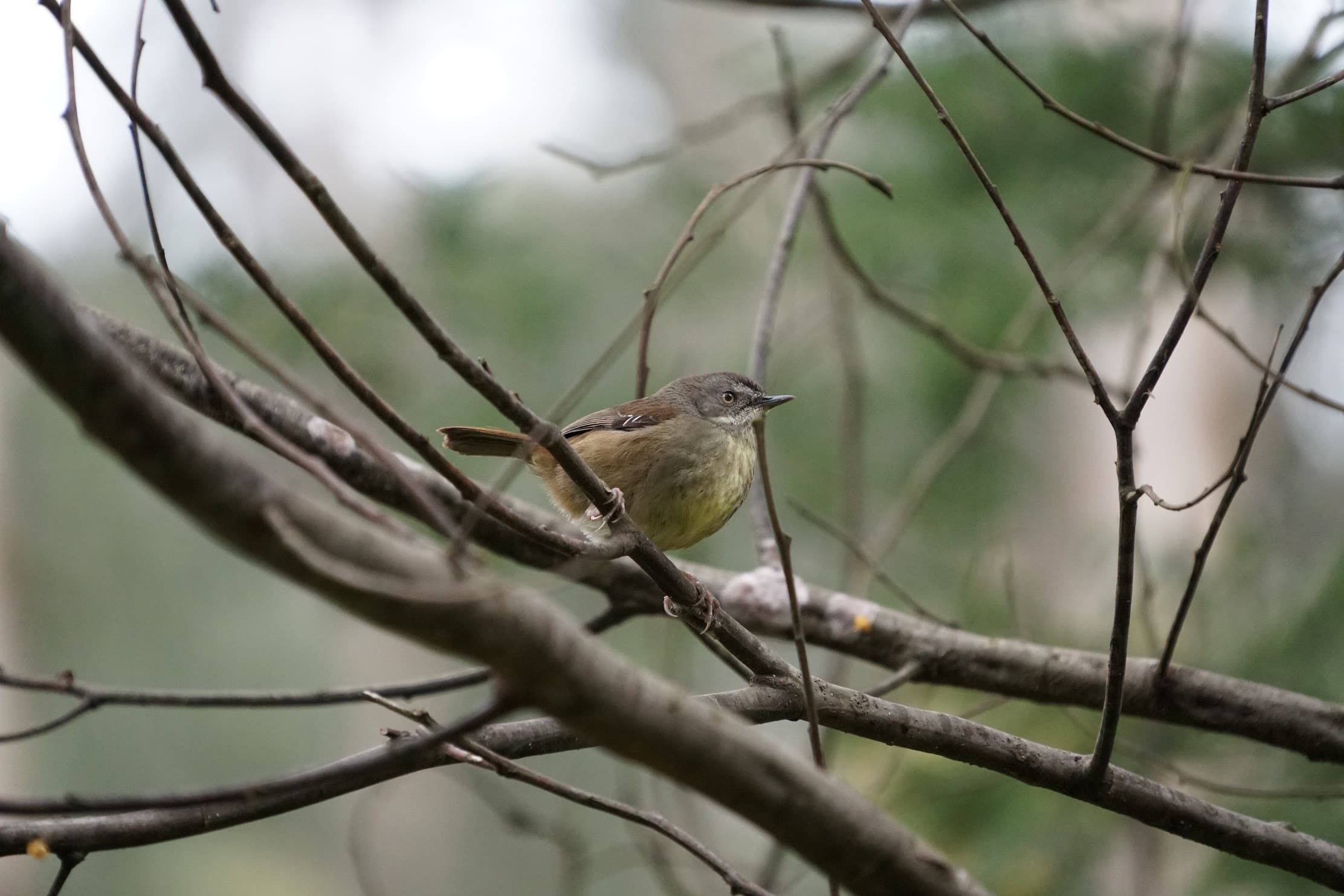 Brown thornbill perched among bare twigs