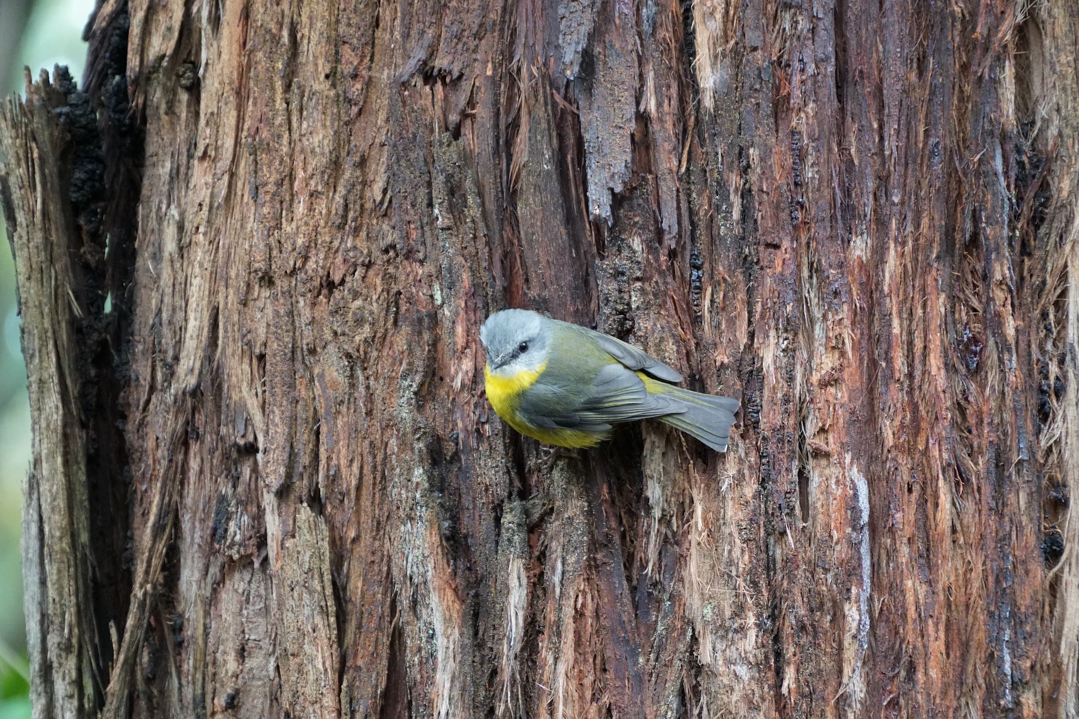 Eastern yellow robin clinging to the side of a tree trunk