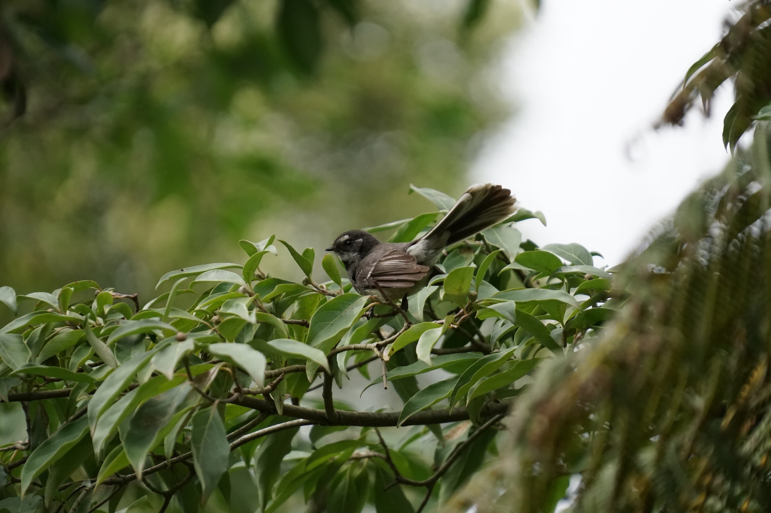 Grey Fantail with tail fanned, perched among green foliage