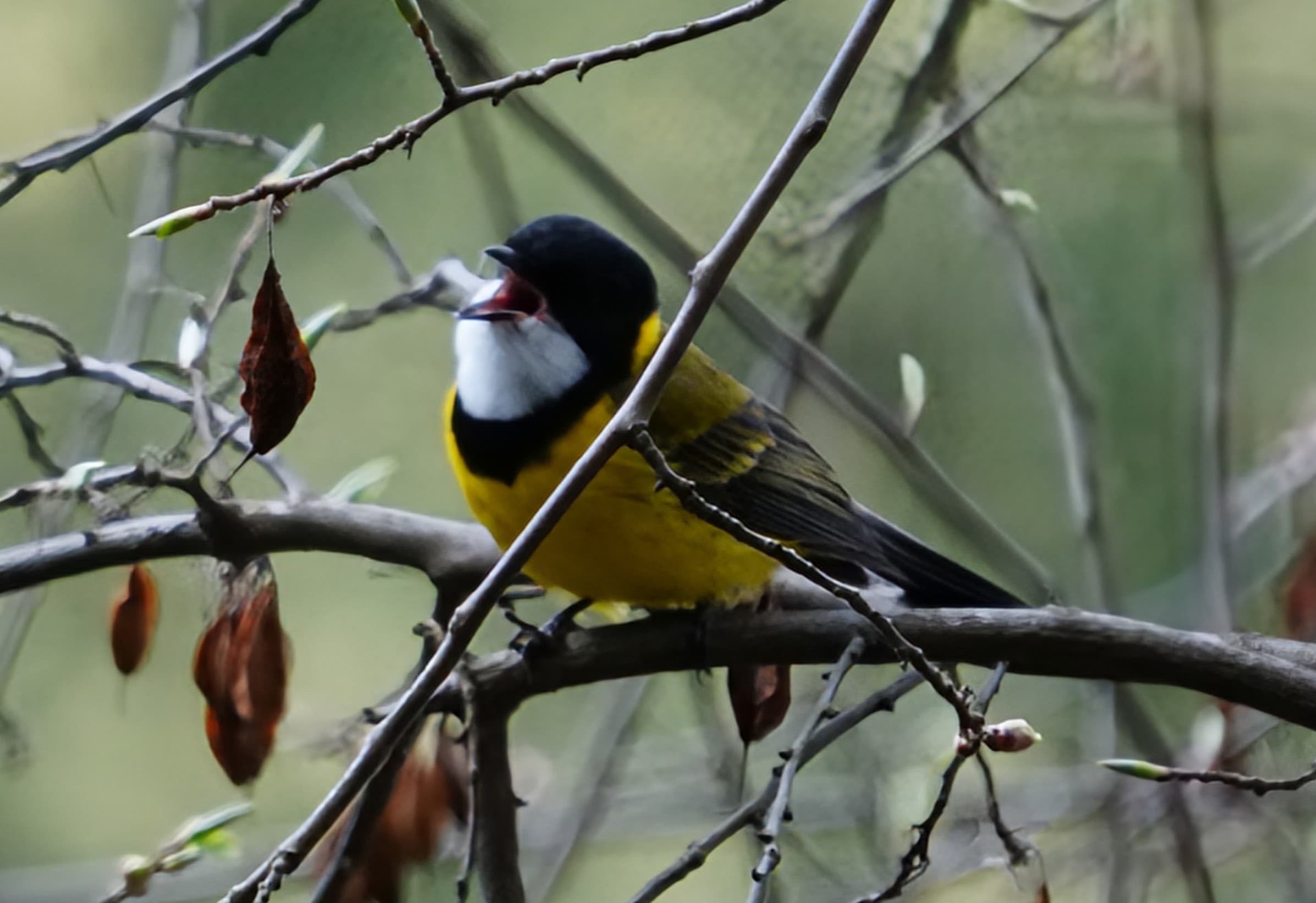 Golden whistler calling from a bare branch