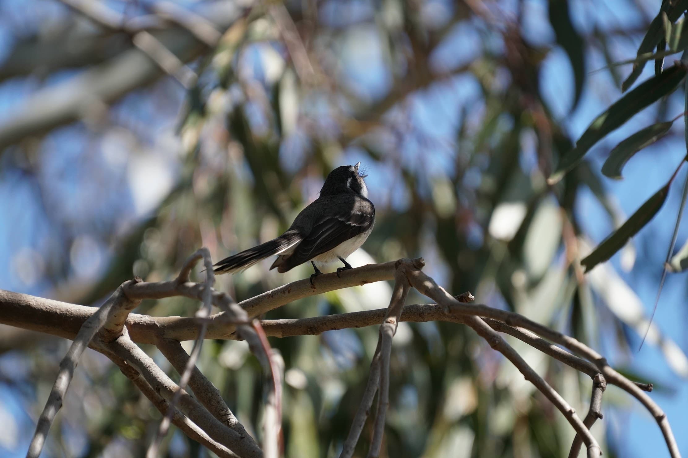 Willie wagtail perched on a eucalypt branch, looking upward
