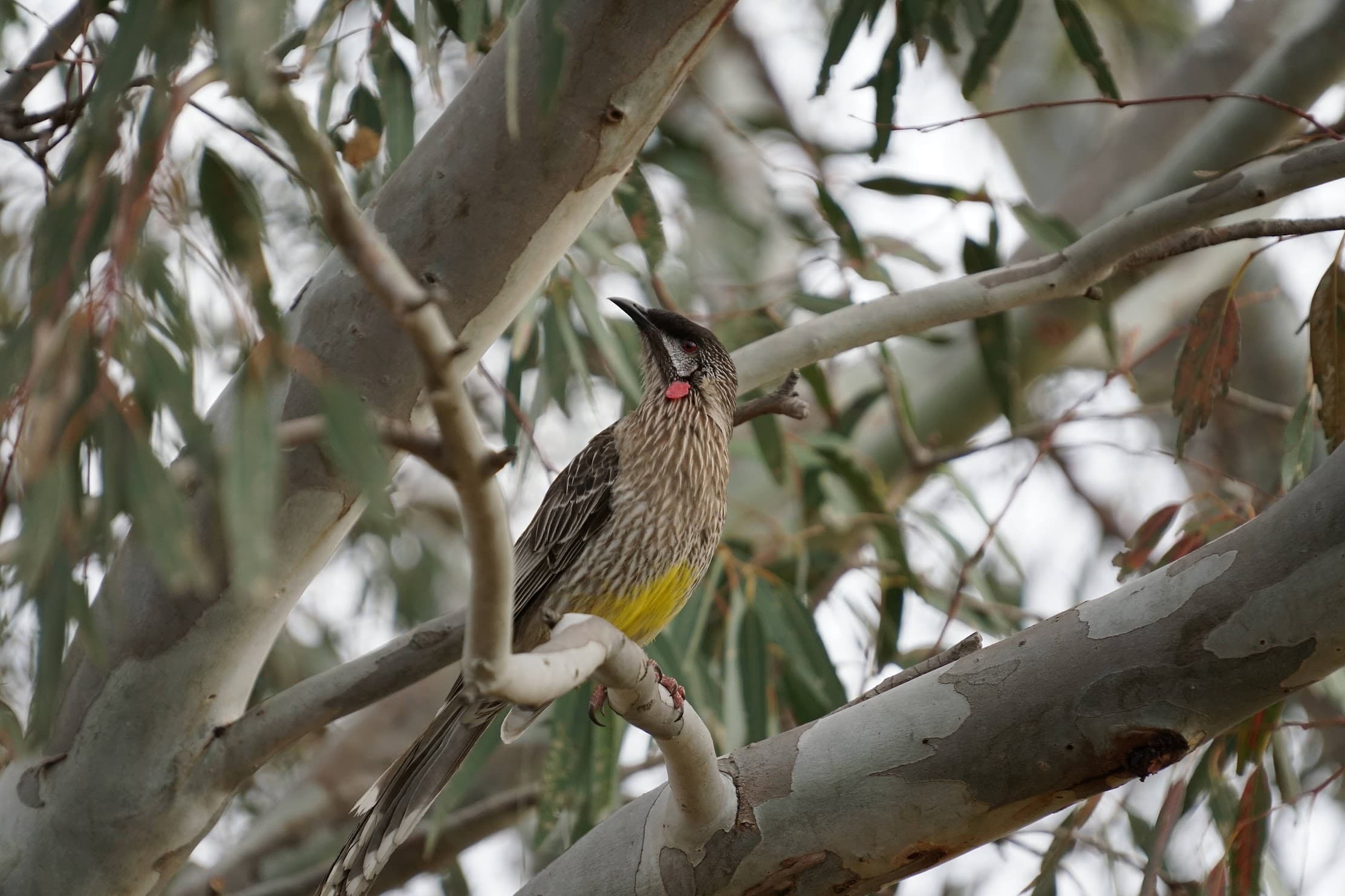 Red wattlebird perched among eucalyptus leaves