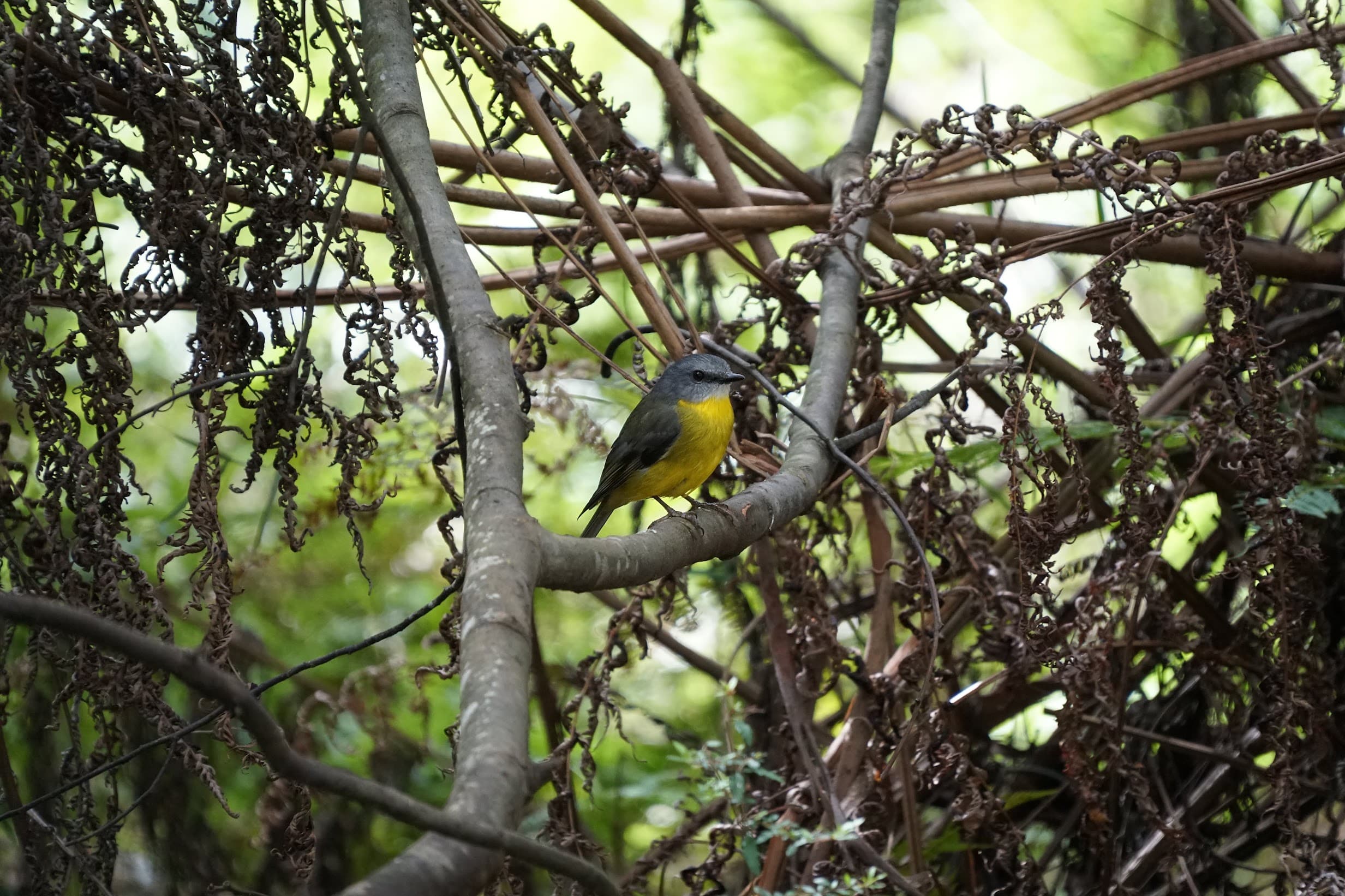 Eastern yellow robin perched among dry vines and ferns